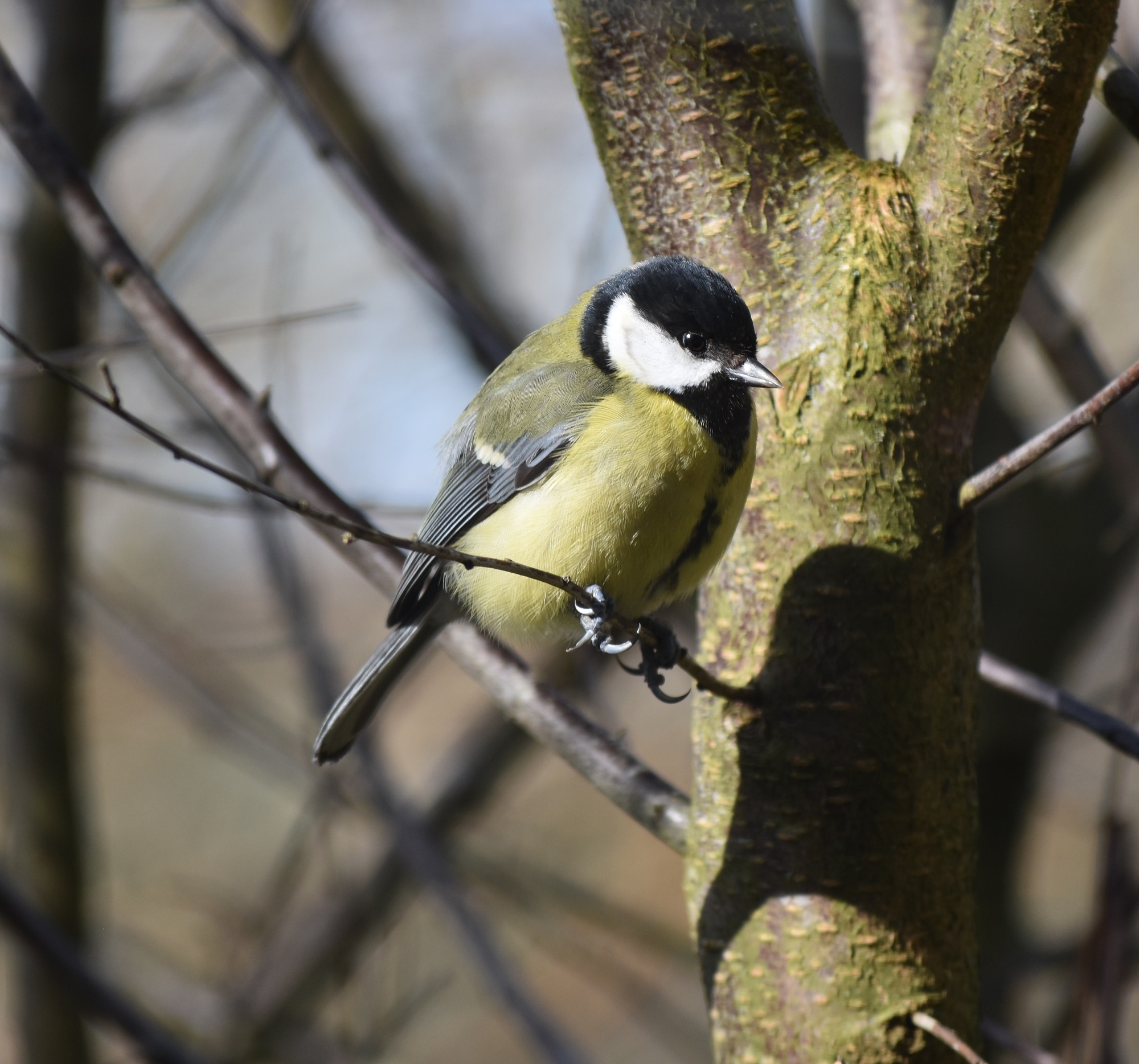 Tits - Shenwall.com
